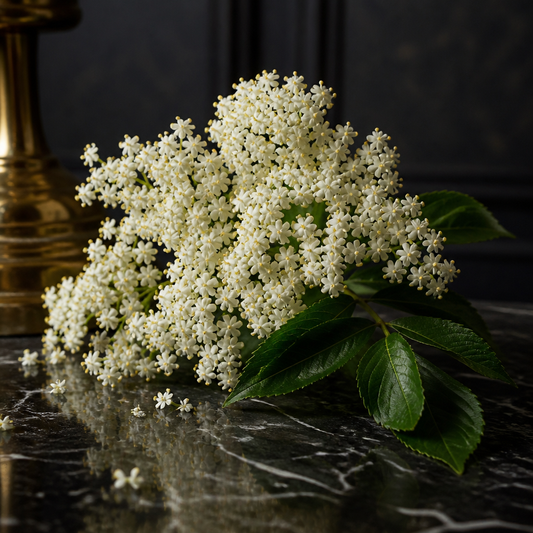 Wildcrafted Elderflower CO2 Total Extract | Sambucus Nigra