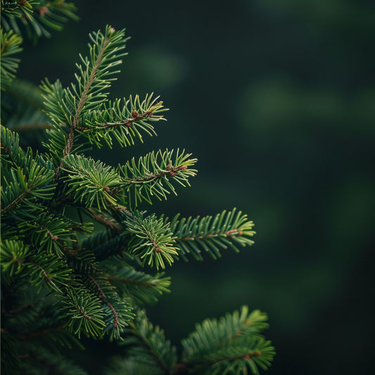 Botanica Gaia 100% Organic and Pure Wild Engelmann Spruce Essential Oil – product image 2