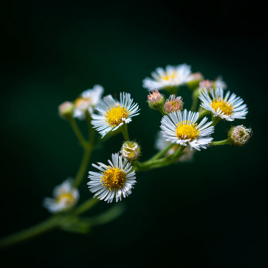 Botanica Gaia 100% Organic and Pure Erigeron Essential Oil | Conyza Canadensis |