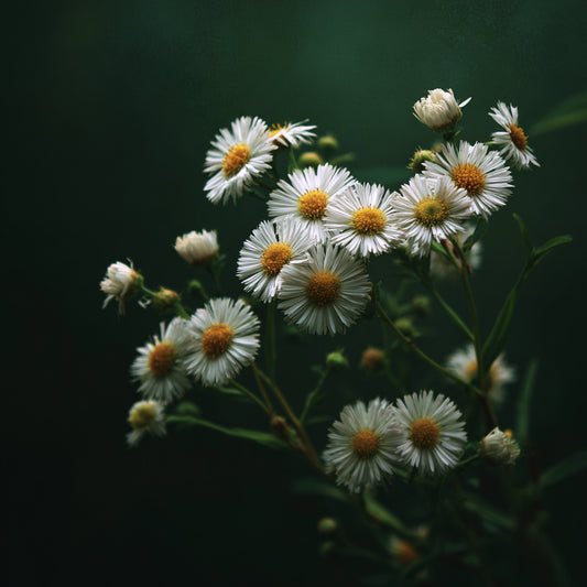 Botanica Gaia 100% Organic and Pure Erigeron Essential Oil – product image 2