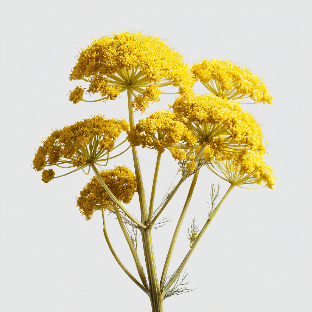 Botanica Gaia Musk Root Whole | Ferula Moschata | Perfume Ingredient | For Tincture and Absolute