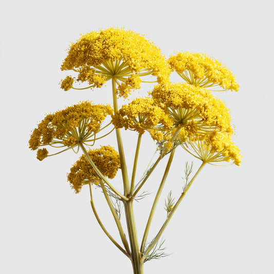 Botanica Gaia Musk Root Whole | Ferula Moschata | Perfume Ingredient | For Tincture and Absolute