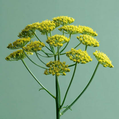 Botanica Gaia Musk Root Whole | Ferula Moschata | Perfume Ingredient | For Tincture and Absolute