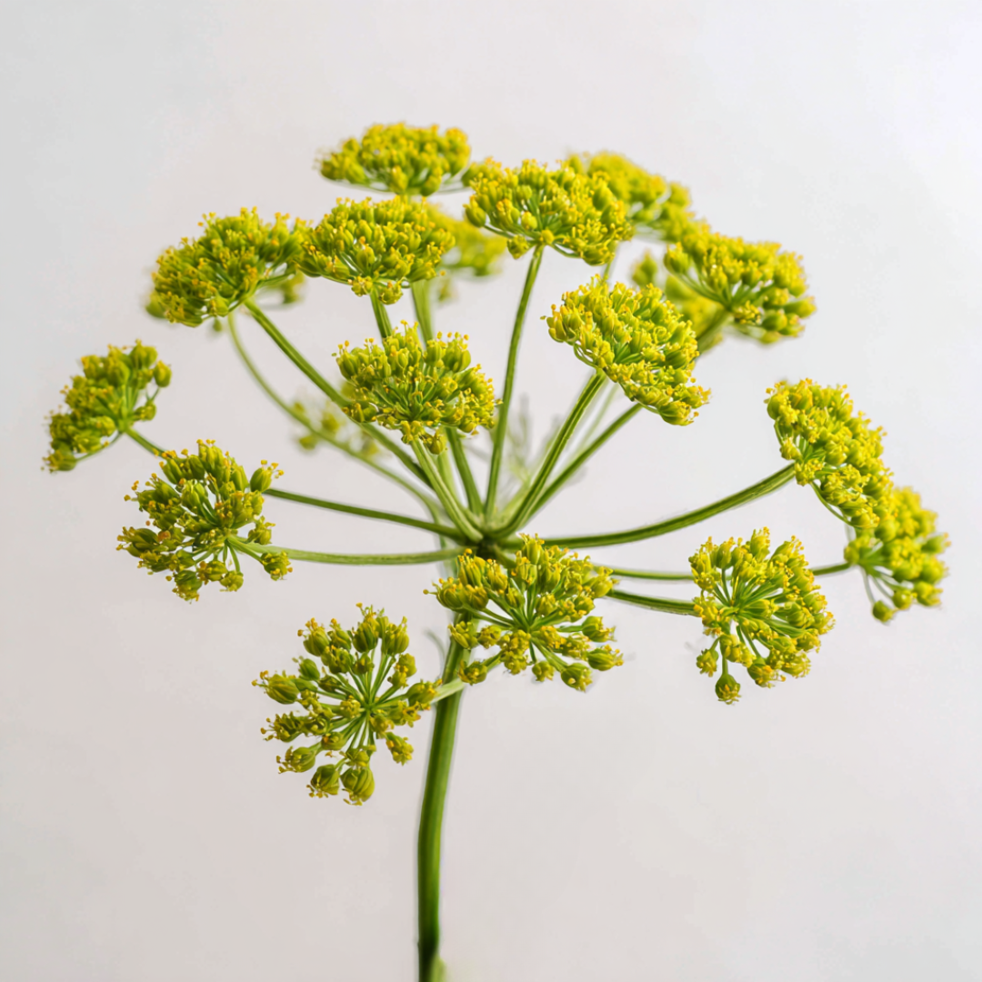 Musk Root Wax CO₂ Extract (Ferula moschata)