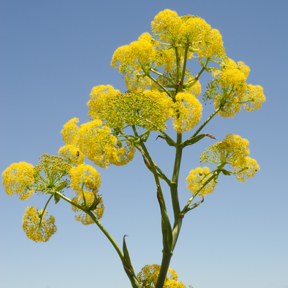 Musk Root Wax CO₂ Extract (Ferula moschata) – A Deep Animalic-Resinous Botanical Wax for Fine Perfumery & Ritual Skincare