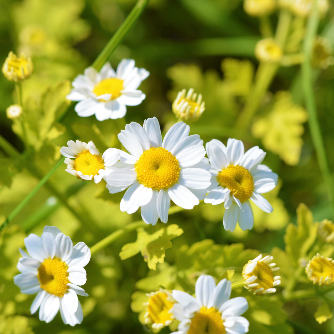 Botanica Gaia Feverfew CO₂ Absolute | Supercritical CO2 Extraction | Tanacetum Parthenium | For Skincare and Aromatherapy