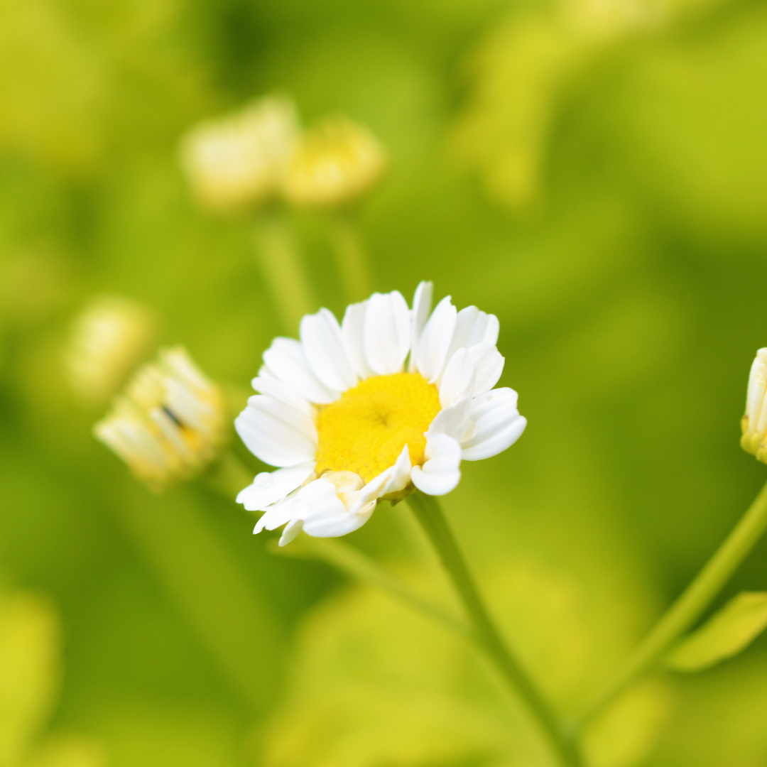 Botanica Gaia Feverfew CO₂ Absolute | Supercritical CO2 Extraction | Tanacetum Parthenium | For Skincare and Aromatherapy