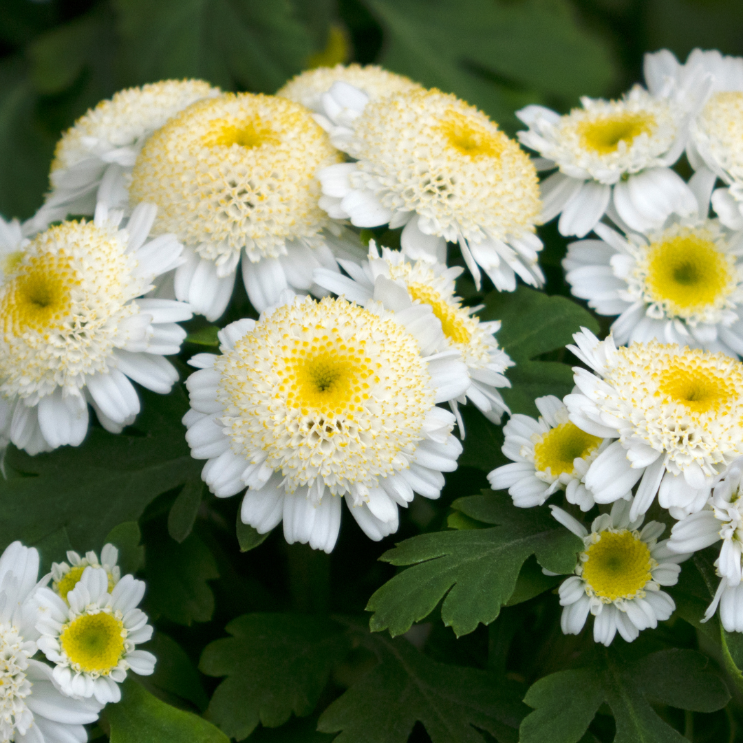 Botanica Gaia Feverfew CO₂ Absolute | Supercritical CO2 Extraction | Tanacetum Parthenium | For Skincare and Aromatherapy