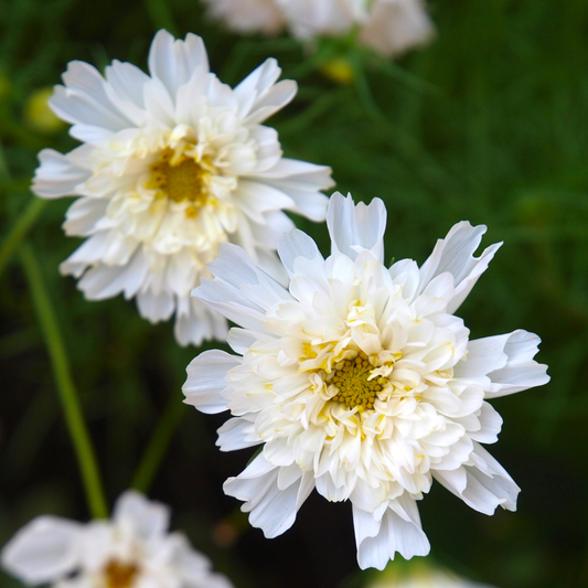 Botanica Gaia Feverfew CO₂ Absolute | Supercritical CO2 Extraction | Tanacetum Parthenium | For Skincare and Aromatherapy