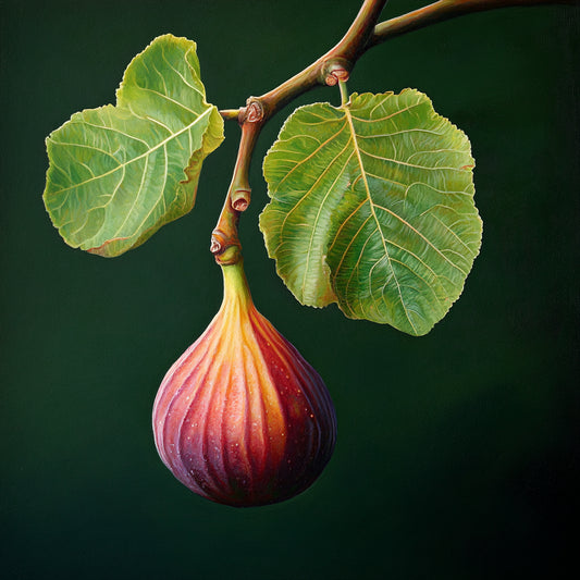 Botanica Gaia Bio Spanish Fig Seed CO2 Oil – product image 2