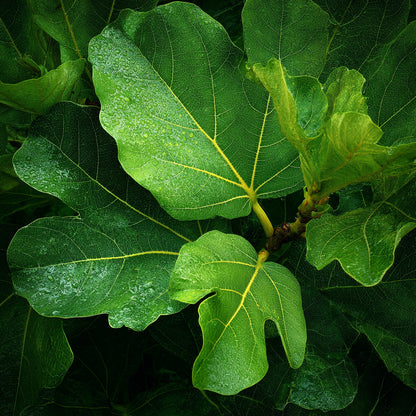 Botanica Gaia Bio Fig Leaf CO₂ Absolute | Supercritical CO2 Extraction | Ficus Carica | Premium Quality | For Aromatherapy, Skincare and Perfume