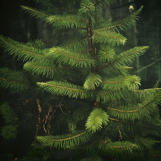 Botanica Gaia 100% Organic and Pure Wild Siberian Fir Essential Oil – product image 2