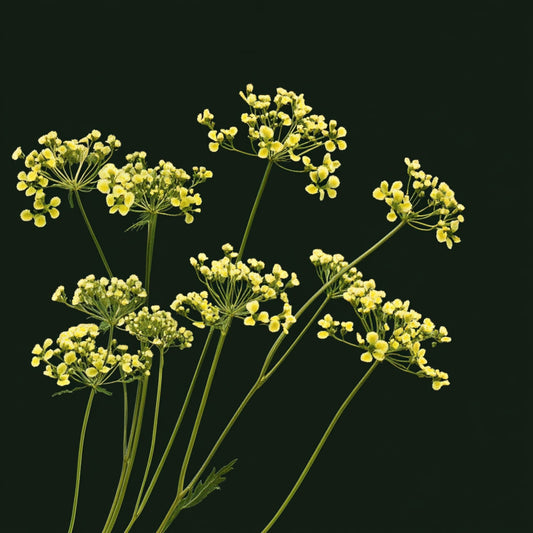 Botanica Gaia 100% Organic and Pure Galbanum Essential Oil – product image 2