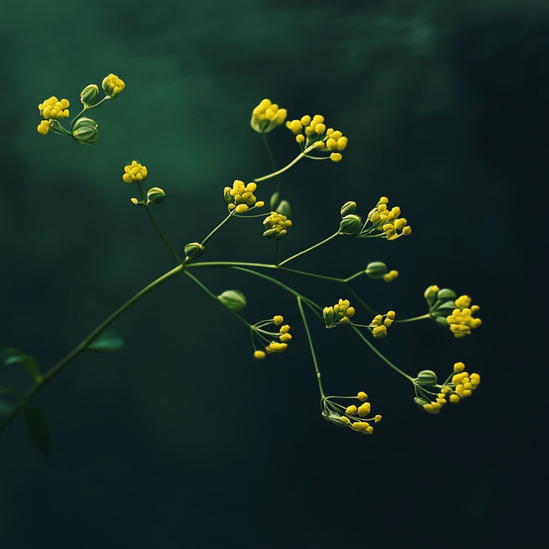galbanum plant 100% Organic and Pure Galbanum Essential Oil
