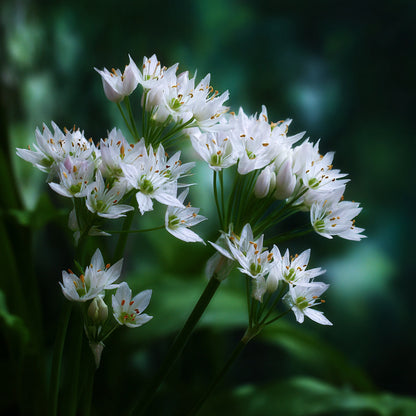 Botanica Gaia Hydrosol Toner Wild Garlic | Artisan Distilled | Allium Ursinum