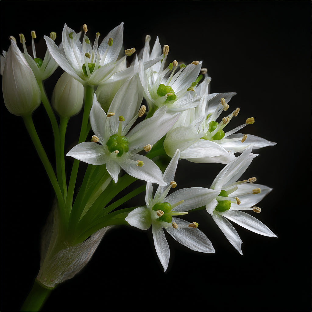 Botanica Gaia Hydrosol Toner Wild Garlic | Artisan Distilled | Allium Ursinum