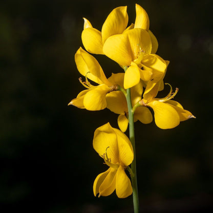 Botanica Gaia Genet Broom Absolute Essential Oil | Spartium Junceum |