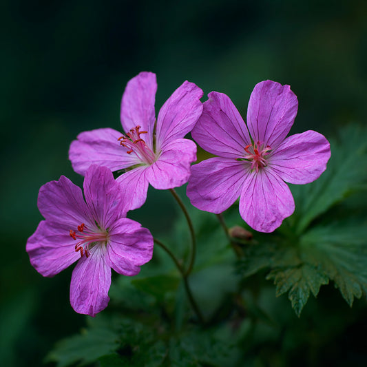 Wild Zdravet CO₂ Wax | Geranium macrorrhizum L | For Perfume and Skincare