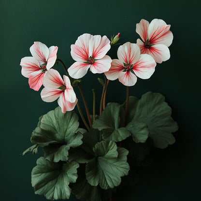 Botanica Gaia Bio Geranium Leaf Absolute Oil | Pelargonium Graveolens | For Perfume, Aromatherapy and Incense