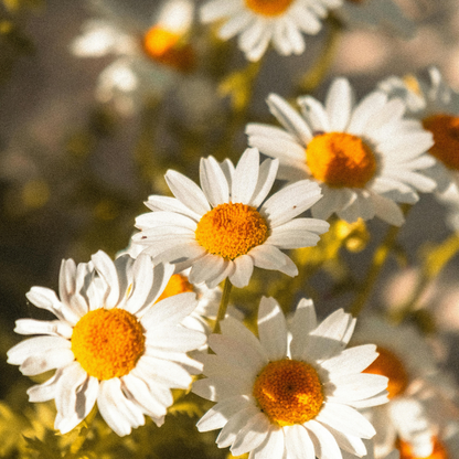 German Blue Chamomile Wax | Matricaria chamomilla | With Chamazulene