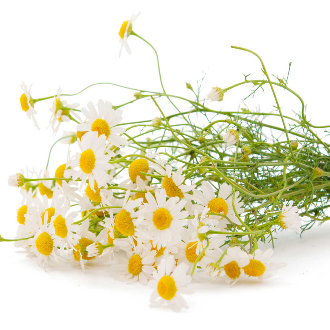 German Blue Chamomile Wax | Matricaria chamomilla | With Chamazulene