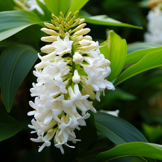 Botanica Gaia 100% Organic and Pure Ginger Lily Essential Oil Hedychium Coronarium – product image 2