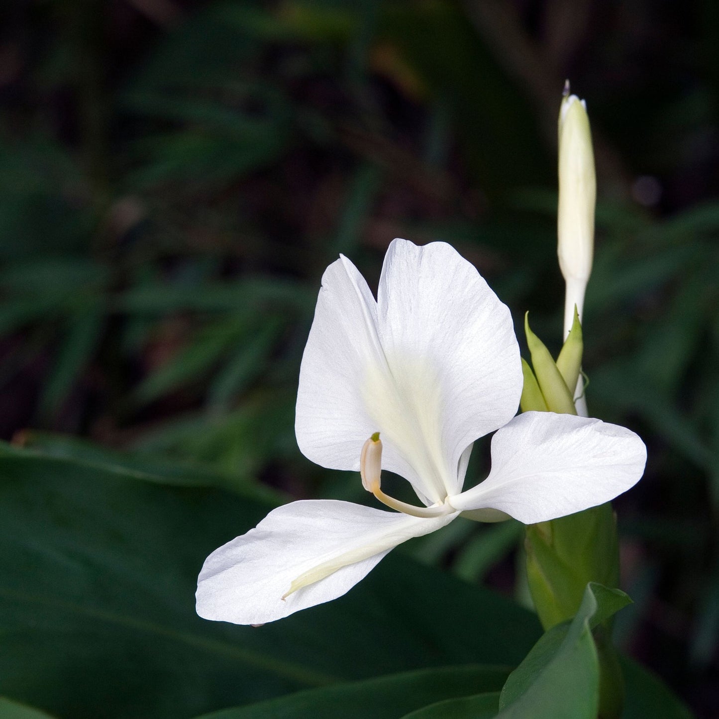 Botanica Gaia 100% Organic and Pure Ginger Lily Essential Oil Hedychium Coronarium