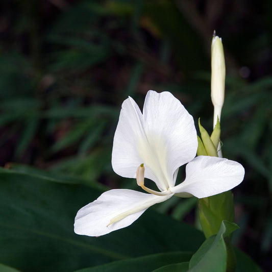 Botanica Gaia 100% Organic and Pure Ginger Lily Essential Oil Hedychium Coronarium