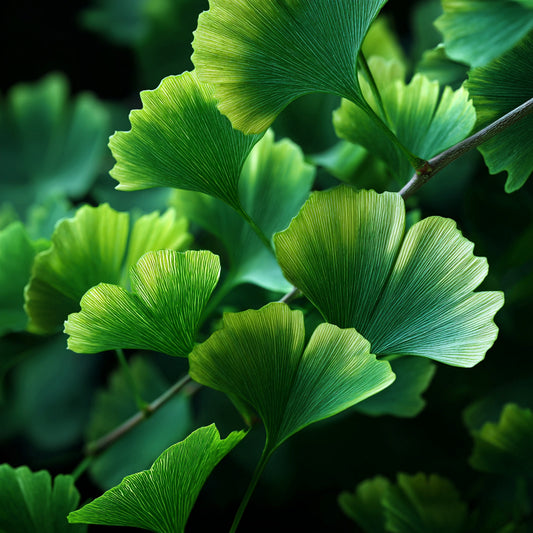 Botanica Gaia Bio Ginkgo Biloba CO2 Extract Oil | Ginkgo Biloba | For Skincare