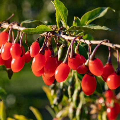 Botanica Gaia Bio Goji Berry Seed CO2 Oil | Lycium Barbarum | For natural Skincare and Haircare