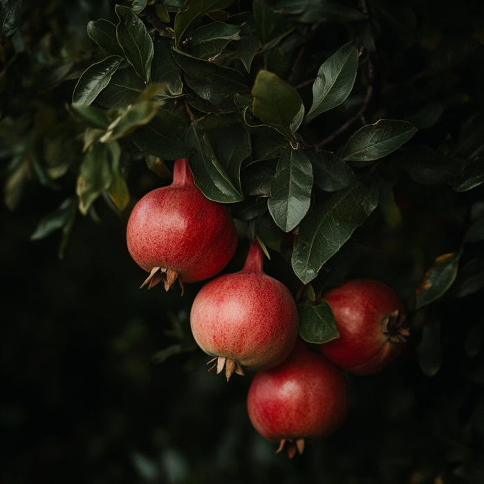 Botanica Gaia Bio Pomegranate Seed CO2 Carrier Oil | Punica granatum | For natural Skincare and haircare.