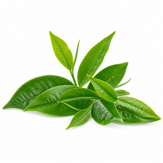 Green Tea CO2 Total Extract (Camellia Sinensis)