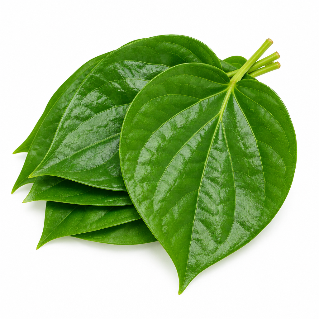 Aceite esencial de hoja de betel verde | Piper Betle