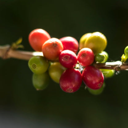 Botanica Gaia Bio Green Coffee Carrier Oil | Coffea arabica | For Skincare and Haircare.