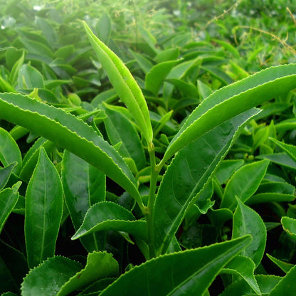 Botanica Gaia Bio Green Tea Seed Carrier Oil | Camellia Sinensis | For Skincare and Haircare