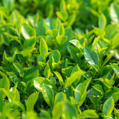 Botanica Gaia Bio Green Tea Seed Carrier Oil | Camellia Sinensis | For Skincare and Haircare