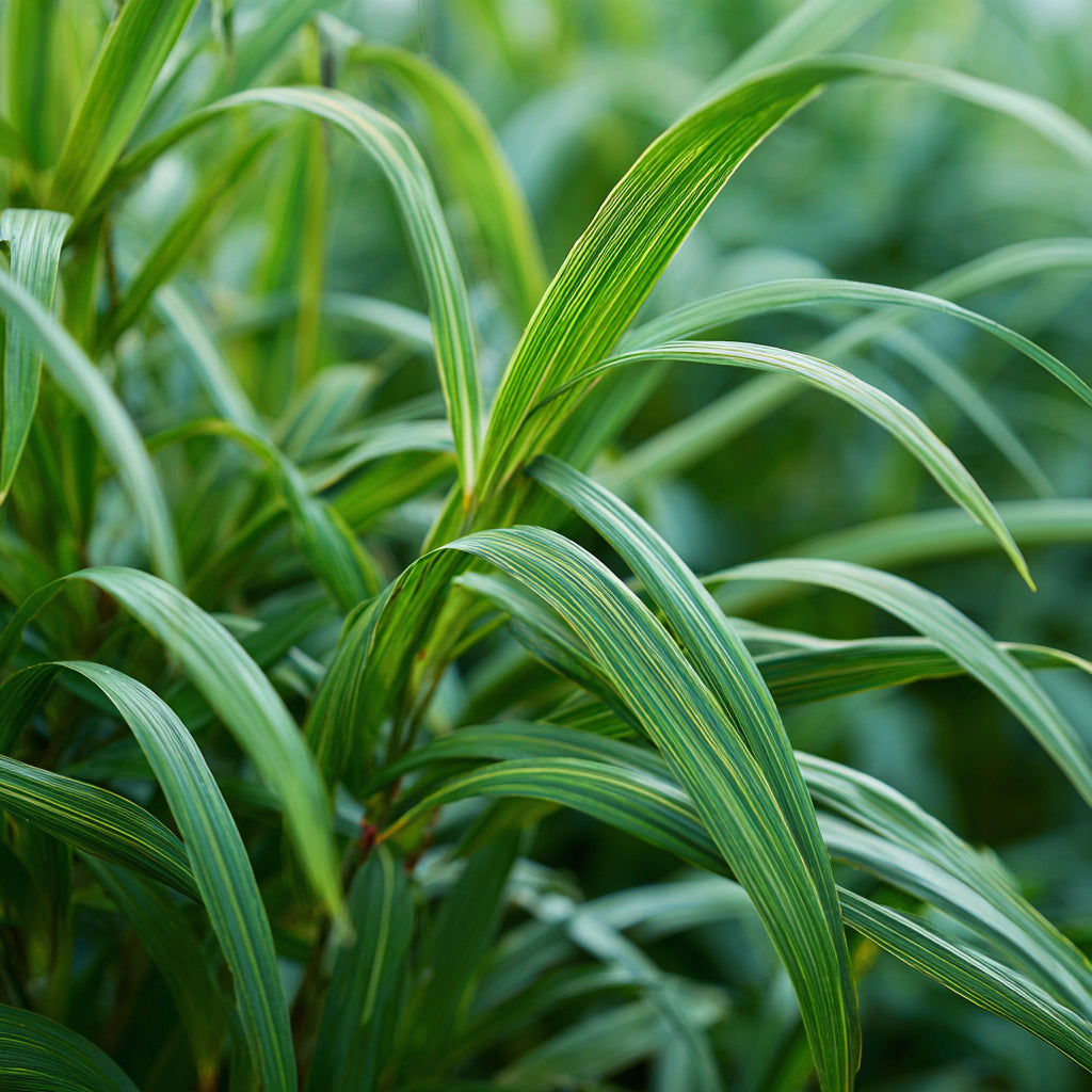 Guatemalan Lemongrass Essential Oil | Cymbopogon Flexuosus | For Aromatherapy and Skincare