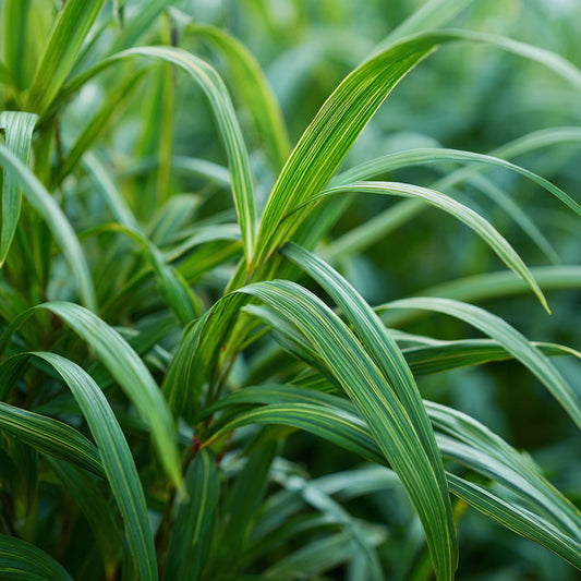 Guatemalan Lemongrass Essential Oil – product image 2