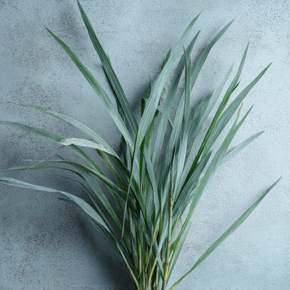 Guatemalan Lemongrass Essential Oil | Cymbopogon Flexuosus | For Aromatherapy and Skincare