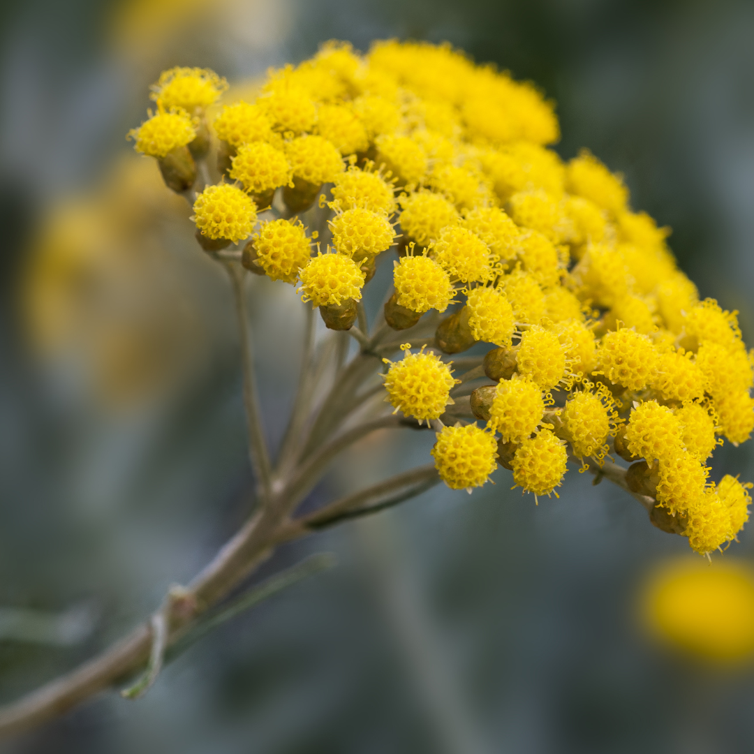 Botanica Gaia Immortelle CO₂ Absolute | Supercritical CO2 Extraction | Helicrysum Italicum | For Perfume, Skincare and Aromatherapy