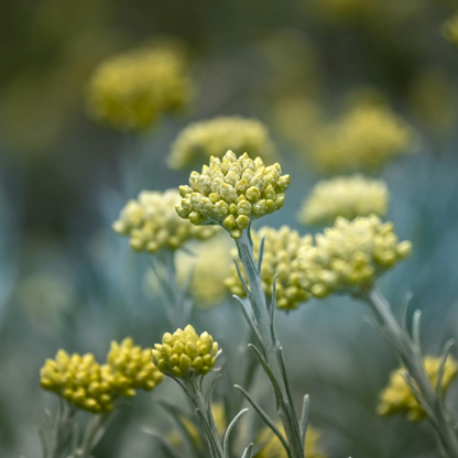 Botanica Gaia Immortelle CO₂ Absolute | Supercritical CO2 Extraction | Helicrysum Italicum | For Perfume, Skincare and Aromatherapy