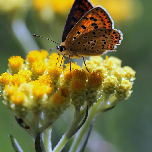 Botanica Gaia Immortelle CO₂ Absolute | Supercritical CO2 Extraction | Helicrysum Italicum | For Perfume, Skincare and Aromatherapy