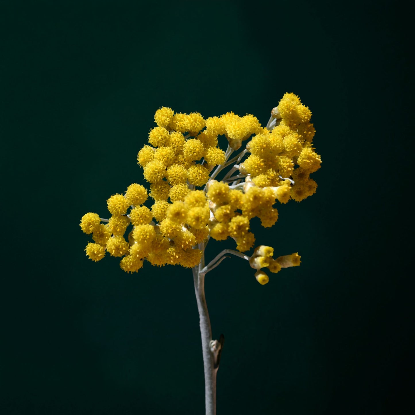 Botanica Gaia 100% Organic and Pure Helichrysum Essential Oil | Helichrysum italicum