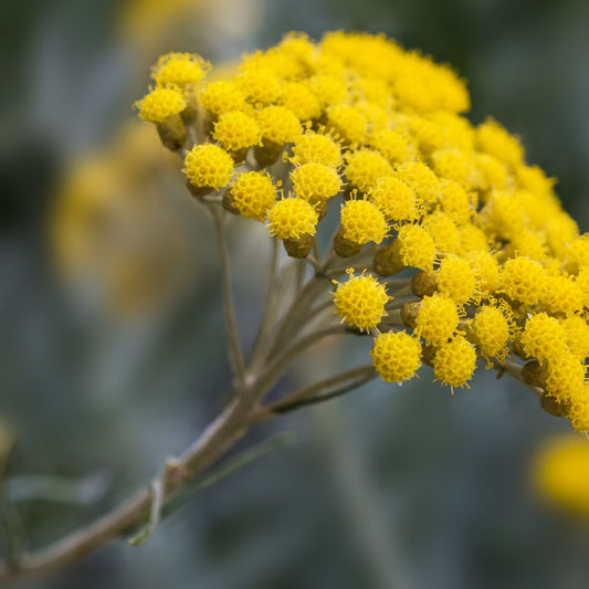 Botanica Gaia Wild Crafted Helichrysum Rambiazina Essential Oil | Helichrysum Gymnocephalum | For Aromatherapy and Ointments