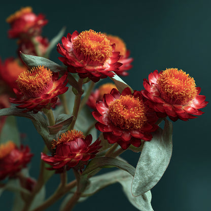 Red Helichrysum Essential Oil (Helichrysum Sanguineum)