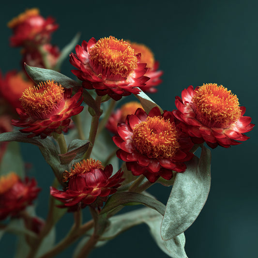 Red Helichrysum Essential Oil (Helichrysum Sanguineum)