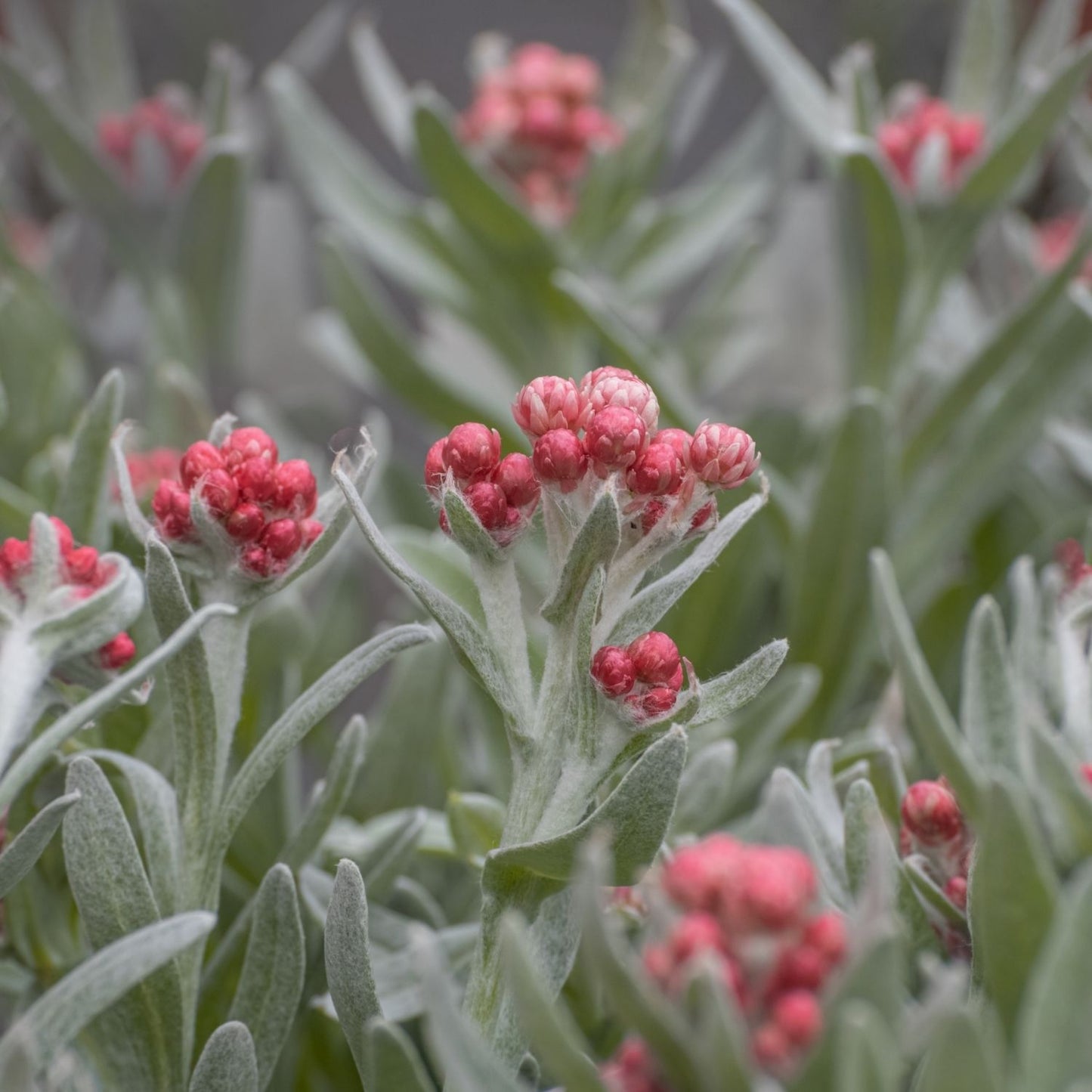Red Helichrysum Essential Oil (Helichrysum Sanguineum)