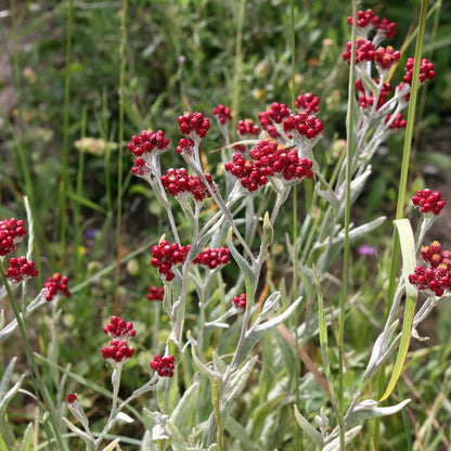 Red Helichrysum Essential Oil (Helichrysum Sanguineum)