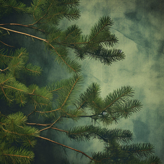 Hinoki Needles Essential Oil – product image 2