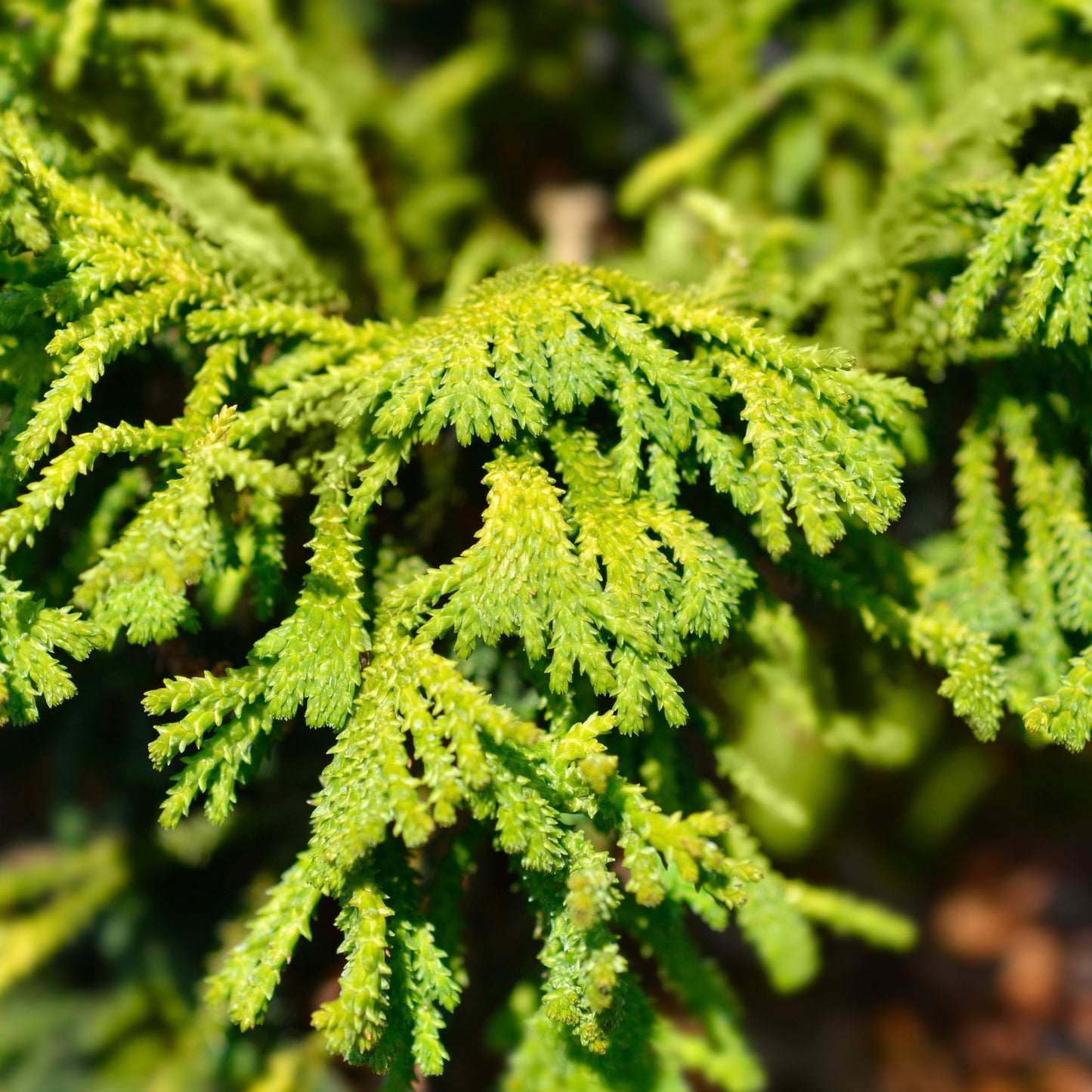 Botanica Gaia Hinoki Wood Essential Oil (Chamaecyparis Obtusa var. Obtusa).